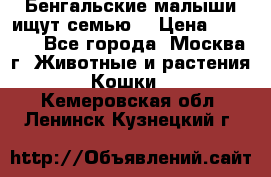 Бенгальские малыши ищут семью) › Цена ­ 5 500 - Все города, Москва г. Животные и растения » Кошки   . Кемеровская обл.,Ленинск-Кузнецкий г.
